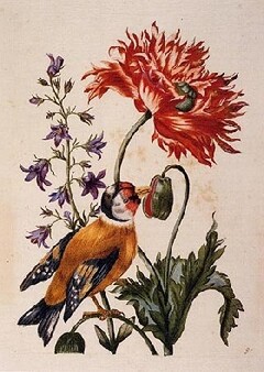 Maria Sibylla Merian zwischen Malerei und Naturforschung