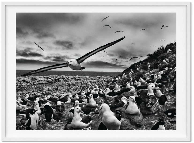 Art Edition C - "Schwarzbrauenalbatrosse, Falklandinseln" (2009) Silbergelatine-Print